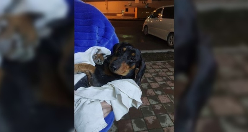 Жители Новороссийска собирают деньги на лечение таксе, которая пострадала в ДТП