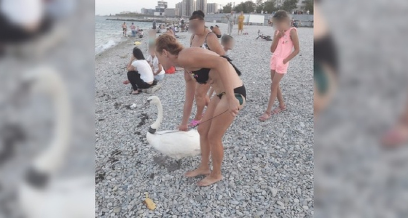 На набережной Новороссийска пара выгуливала лебедя на поводке и возила его в тележке: очевидцы сняли видео