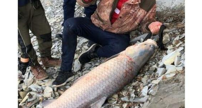 В озере Абрау поймали гигантскую рыбу. Новороссийцы просят наказать рыбаков (видео)
