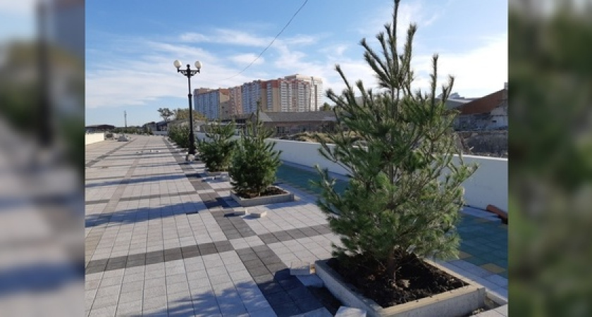 На четвертой очереди набережной Новороссийска высадили сосны