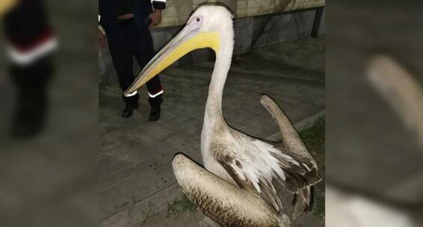 К рабочим новороссийского порта пришел в гости огромный пеликан (забавное видео)