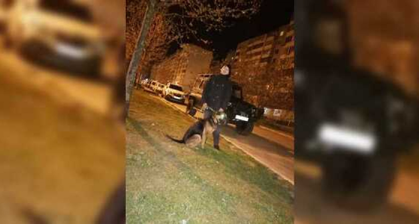 «Не бойтесь, моя собака не кусается!»: почему новороссийские собачники не хотят использовать поводки и намордники