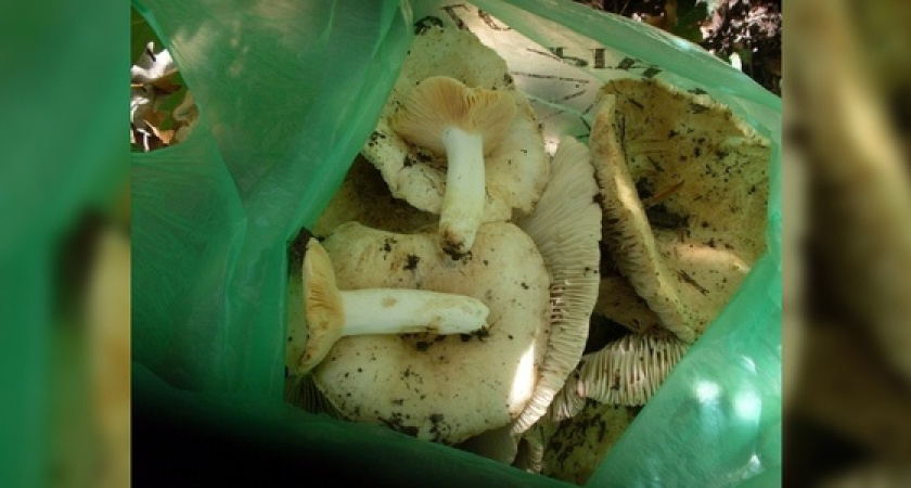 В лесах в окрестностях Новороссийска после продолжительных дождей появились грибы