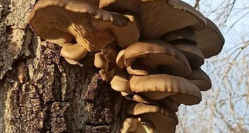 Житель Новороссийска собирает грибы килограммами - при помощи лопаты и граблей. И даже не ходит в лес