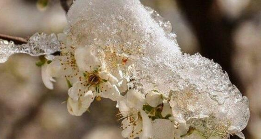 Экстренное предупреждение МЧС: в Новороссийске возможны заморозки до -5 градусов