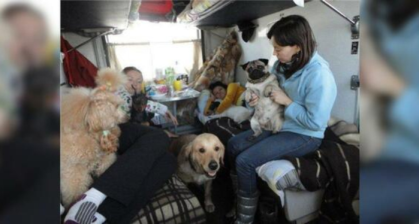 На полке с рыбами и черепахами: РЖД начнут продавать плацкартные билеты для животных