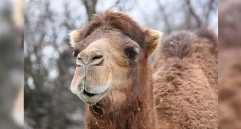 В Краснодаре мужчина морил голодом лошадей и верблюда