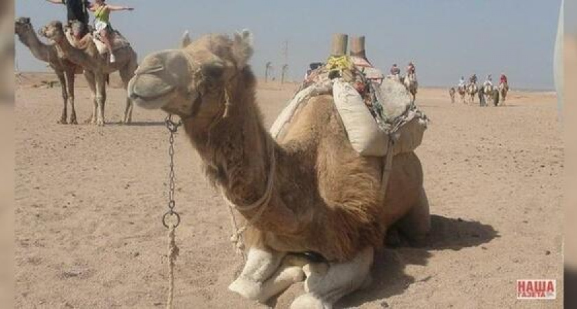 У новороссийцев снова появилась возможность купить путевку в Египет