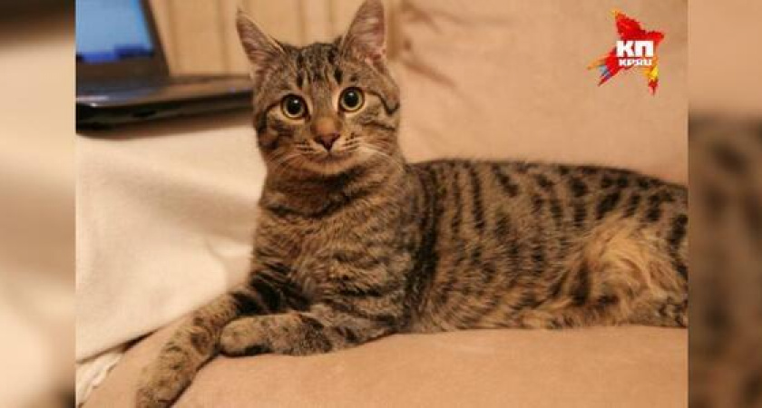 Кот Кузя из Краснодара стал победителем во всероссийском конкурсе - его выбрали из 5000 участников