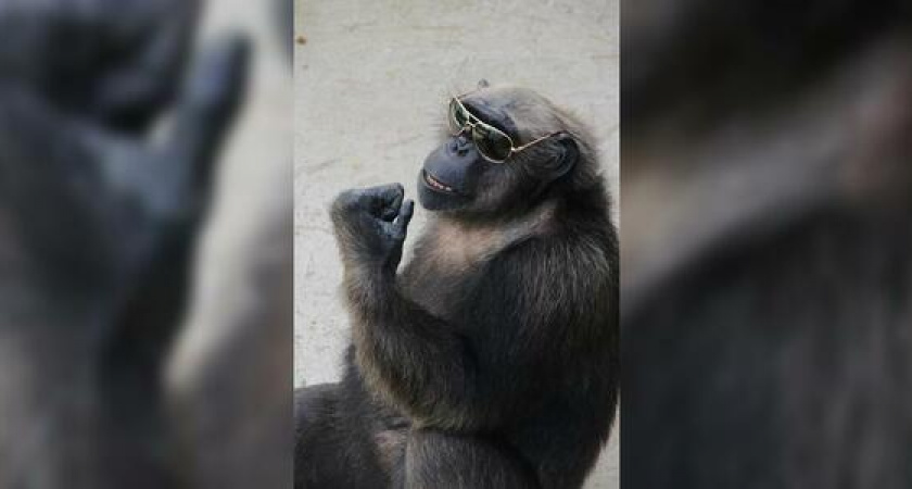 В «Сафари-парке» подружились шимпанзе Джон и коза Варя