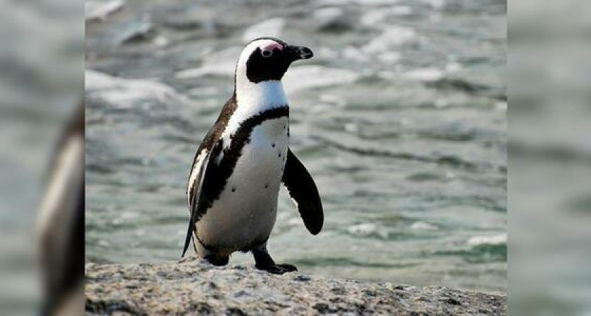 Через 40 дней в Сочи вылупятся пингвины Гумбольдта: их отправят за границу
