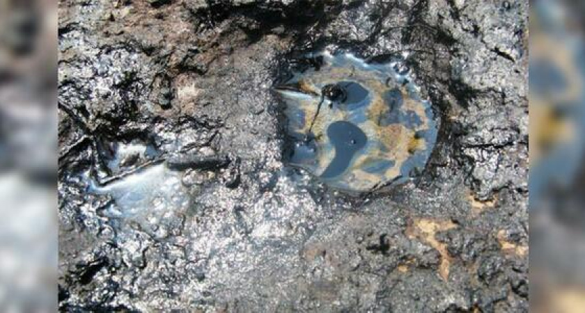 В пригороде Анапы нефть залила поле площадью 1000 квадратных метров: погибло около сотни водоплавающих птиц