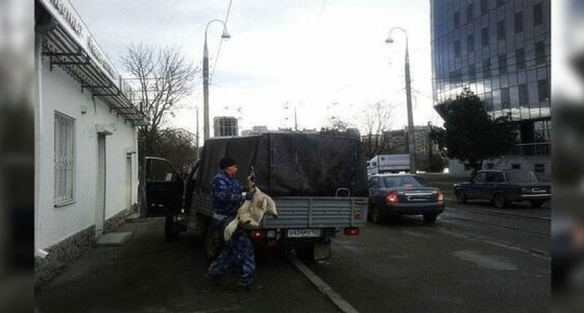 В день всех влюбленных в Краснодаре живодеры устроили кровавый отстрел собак: МВД проводит проверку