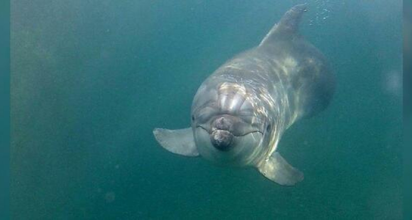 "Дельфина снова хотят вернуть в ад!": В защиту спасенного из силосной ямы в Анапе афалина выступило 123 тысячи человек
