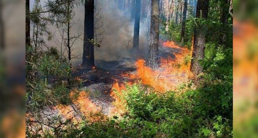 Пожарные ликвидировали лесной пожар под Новороссийском