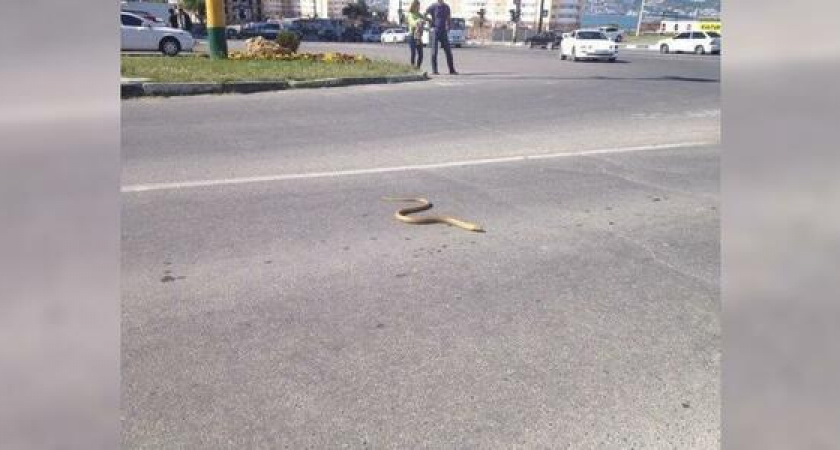 В Новороссийске по улицам свободно ползают змеи: несут ли они опасность горожанам?