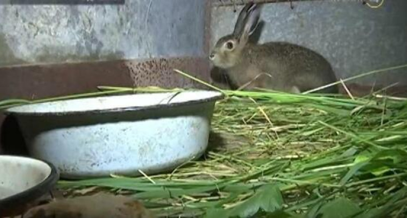 Женщина из Геленджика выкормила дикого зайца грудным молоком