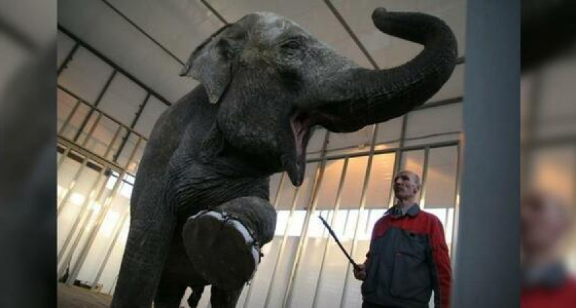 В Геленджик на отдых: в «Сафари-парке» поселится первая слониха на Кубани