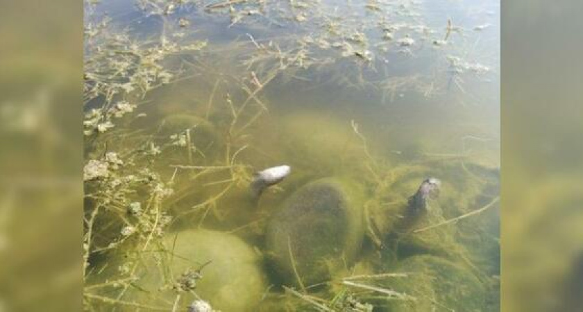 На Суджуксой косе в Новороссийке массово гибнет рыба