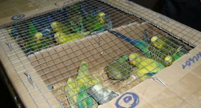 В аэропорту Москвы задержали попугаев из Краснодарского края: 50 птиц оказались мертвы