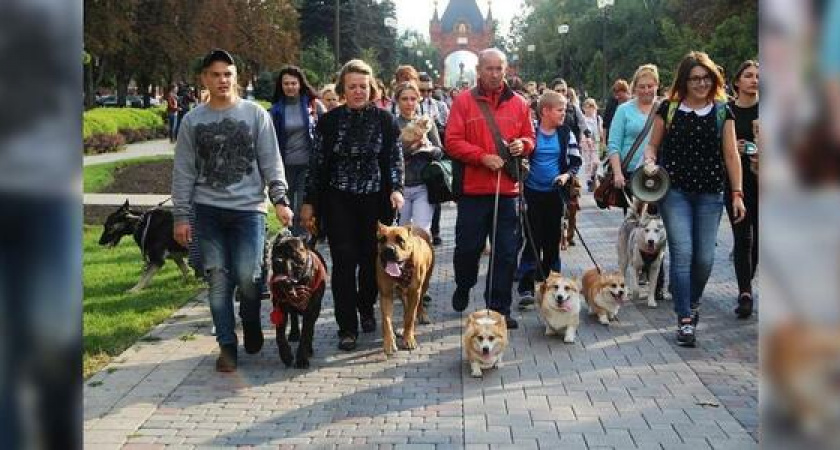 В Краснодаре впервые прошел парад домашних животных: фото необычного шествия