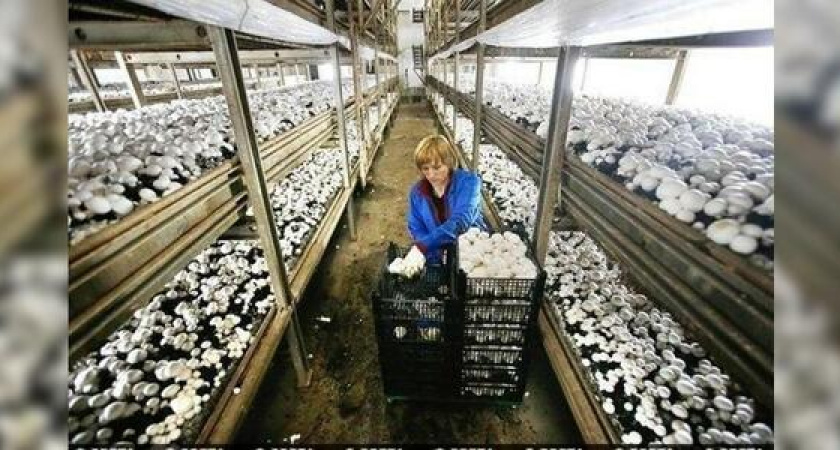 На Кубани построят центр по выращиванию грибов