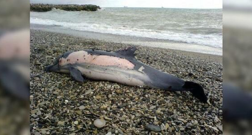 На сочинские пляжи море выбрасывает мертвых дельфинов