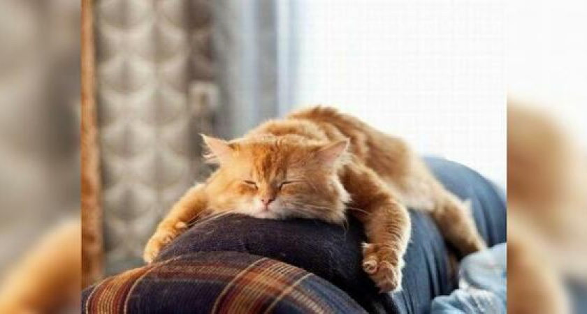 В начале ноября россияне будут отдыхать три дня подряд