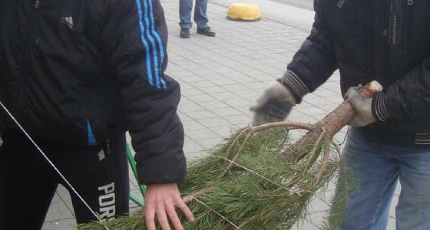 Стало известно, когда в Новороссийске появятся елочные базары: всего по городу откроется 47 розничных точек