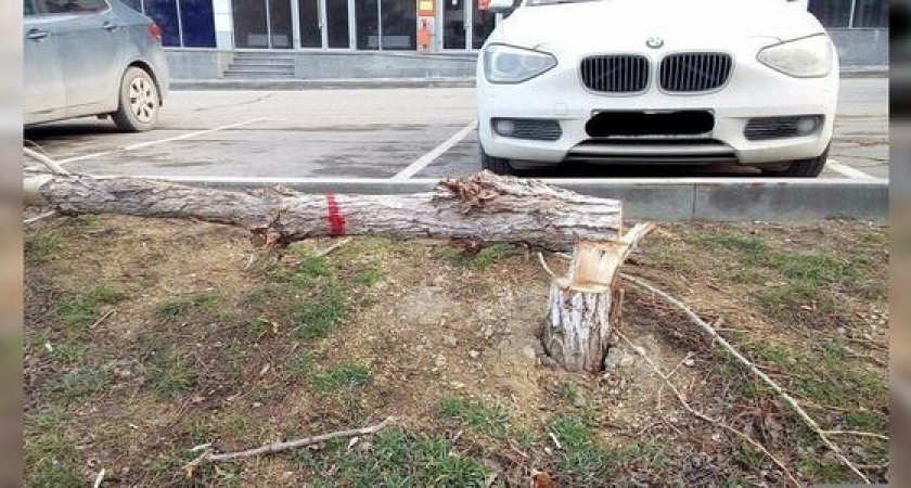 В Новороссийске неизвестные уничтожают деревья: горожане предположили, что на месте вырубки построят паркинг