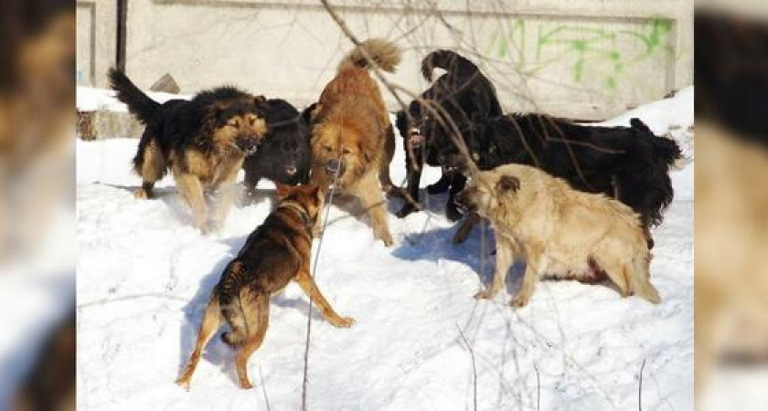 С начала года в Новороссийске бродячие собаки покусали уже 24 взрослых и 5 детей