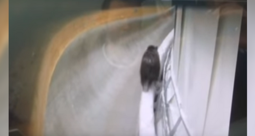 В Интернете появился ролик, на котором медведь гуляет по сочинской санно-бобслейной трассе в районе Красной поляны