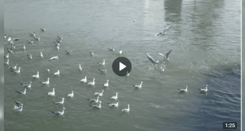 Новороссийские чайки катаются на воде: в сети появилось забавное видео птичьих развлечений