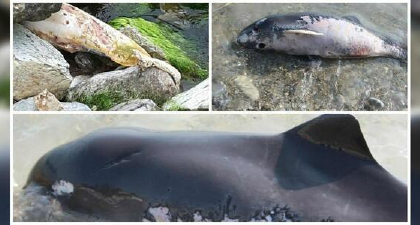 Жители Новороссийска продолжают находить трупы дельфинов на берегу моря