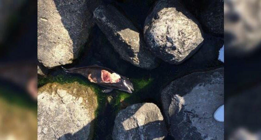 Горожане обнаружили труп маленького дельфина на центральном пляже Новороссийска