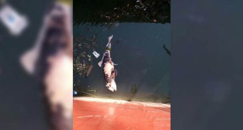 Еще один мертвый дельфин: труп животного прибило к борту судна в порту Новороссийска