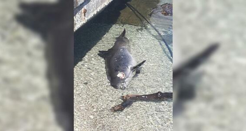 Гибель дельфинов в Новороссийске связана с военным флотом: эксперты рассказали о причинах смерти млекопитающих