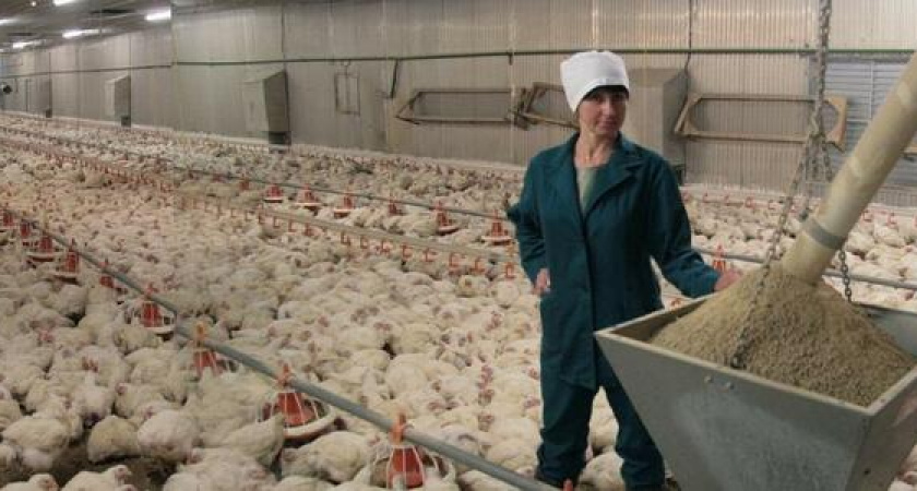 В реконструкцию птицефабрики под Новороссийском вложат более 500 миллионов рублей