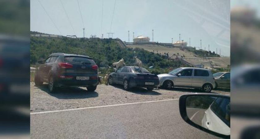 В Новороссийске горожане запечатлели фото, как на Шесхарисе козы скачут по легковому автомобилю