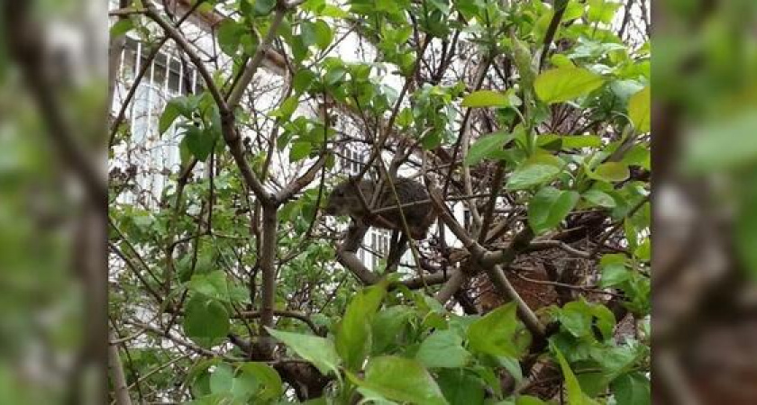 В центре Новороссийска крысы лазают прямо по деревьям