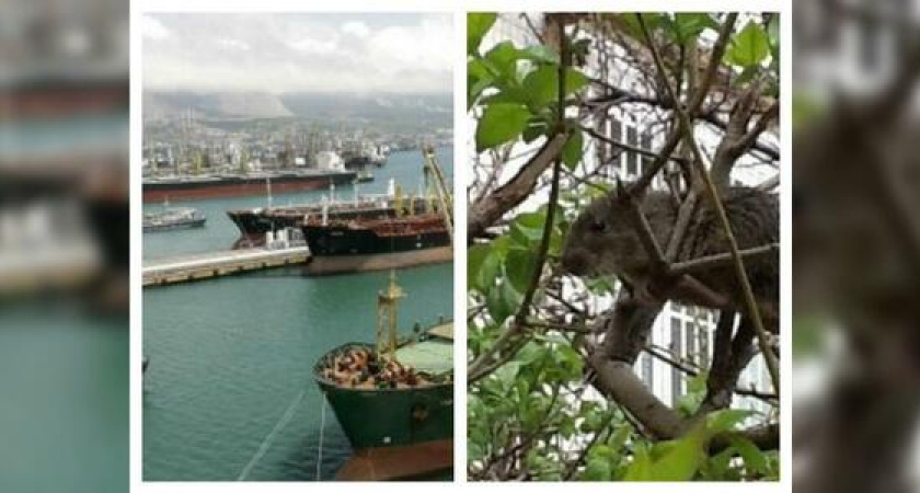 Что обсуждали в Новороссийске 8 июня: крысы в центре города и мошенница выманила у студентов 350 тысяч рублей