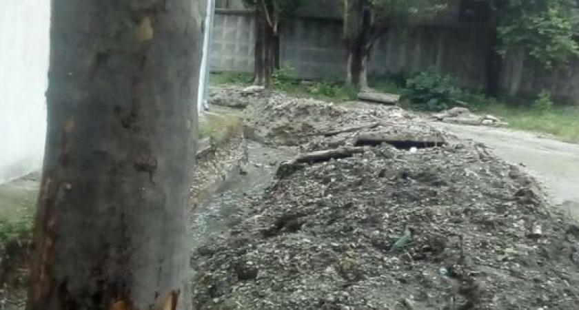 В Новороссийске корни векового платана мешали нормальной работе ливневки