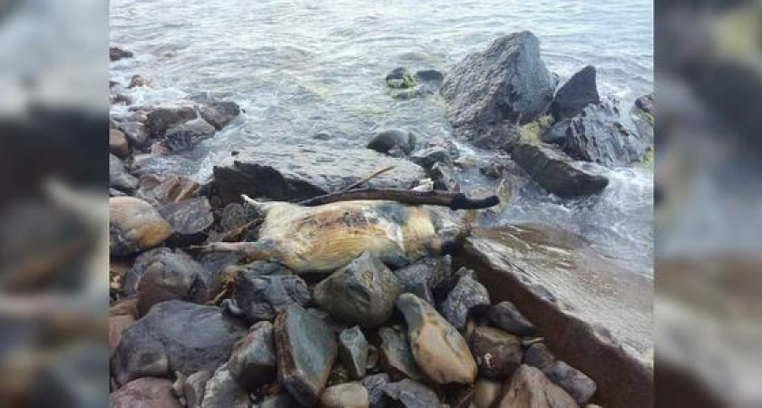 «Запах стоит ужасный!»: жители Новороссийска обнаружили на пляже разлагающуюся тушу свиньи