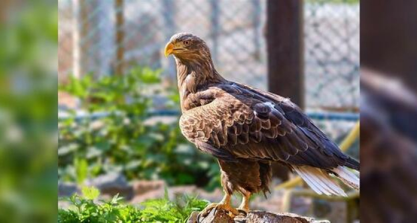 В зоопарке Новороссийска появился орлан: краснокнижную птицу изъяли у пляжного фотографа