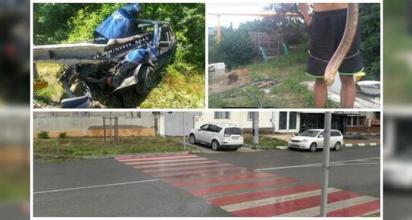 Страшное ДТП, игры с огромной ящерицей и нелепый переход: итоги недели в Новороссийске