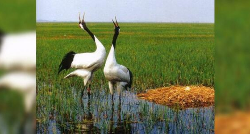 Новороссийский суд закрыл сайт с объявлениями о продаже краснокнижных птиц уссурийского журавля и горного гуся