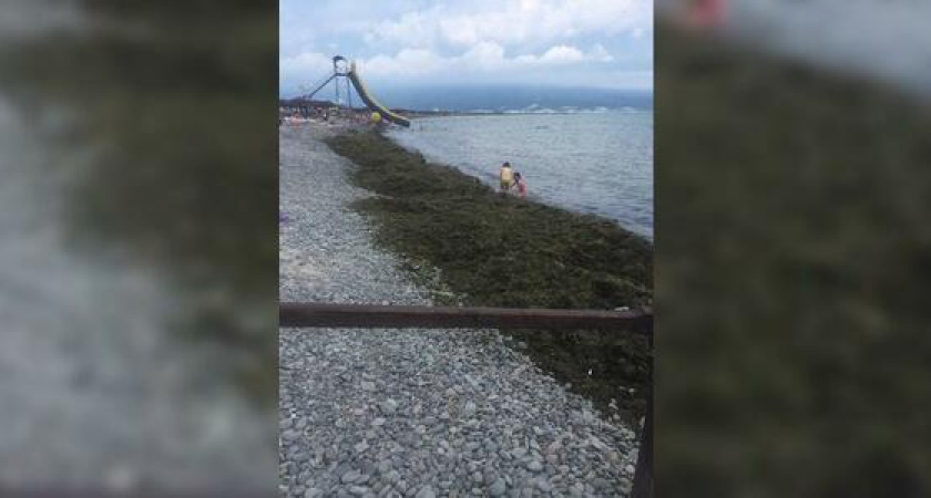 Огромный слой водорослей перекрыл доступ к морю на пляже Алексино
