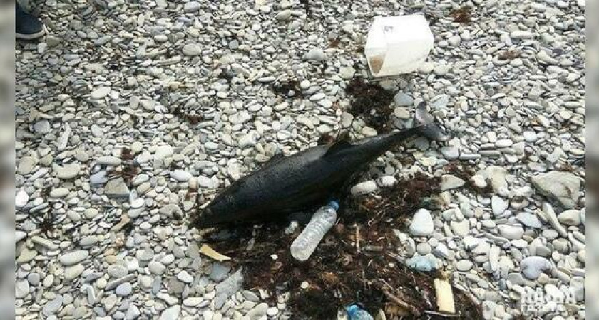 Прокуратура Краснодарского края подтвердила гибель 167 дельфинов на Черноморском побережье