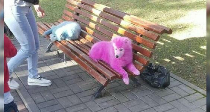 «Два пулевых ранения от выстрела»: «Первый канал» рассказал о розовых собаках, найденных в лесах Геленджика