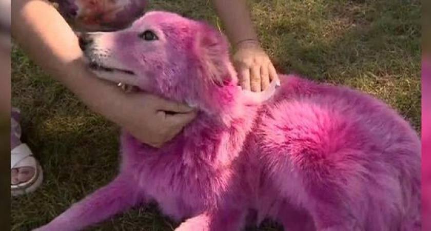 «Да их продали»: бывшие владельцы разноцветных собак, гулявших по Новороссийску, рассказали о продаже животных